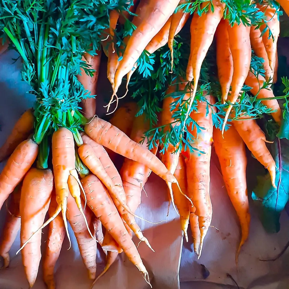 Légumes en vente directe, en panier et sur les marchés