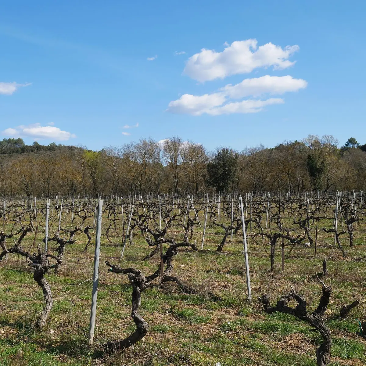 Vignes