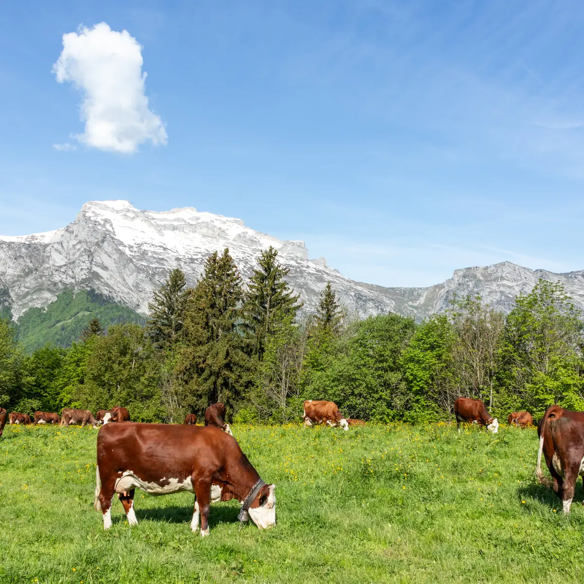 Vaches pâturant dans les prés de Sulens.