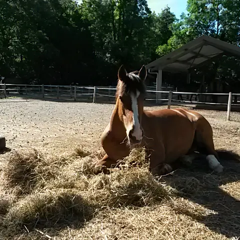 Centre équestre Thônes