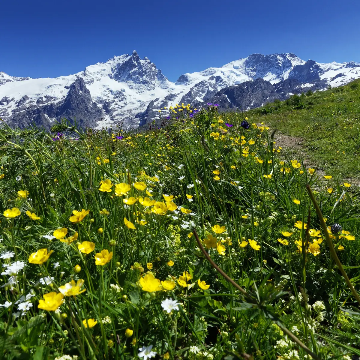 La Meije et les champs fleuris en été