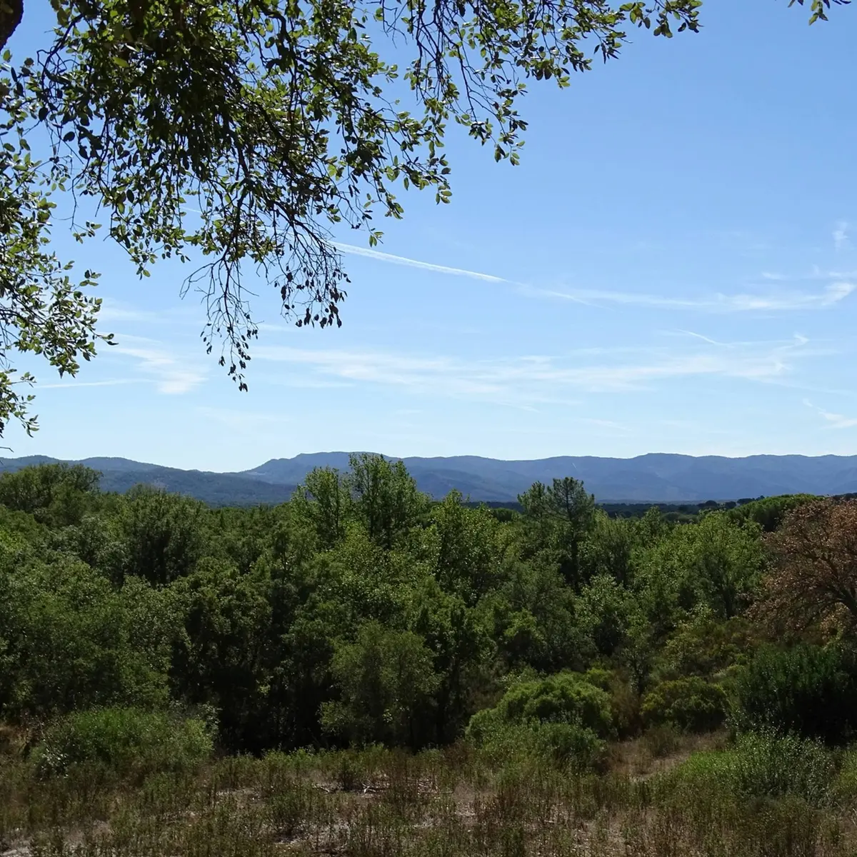 Vue sur le massif forestier des Maures
