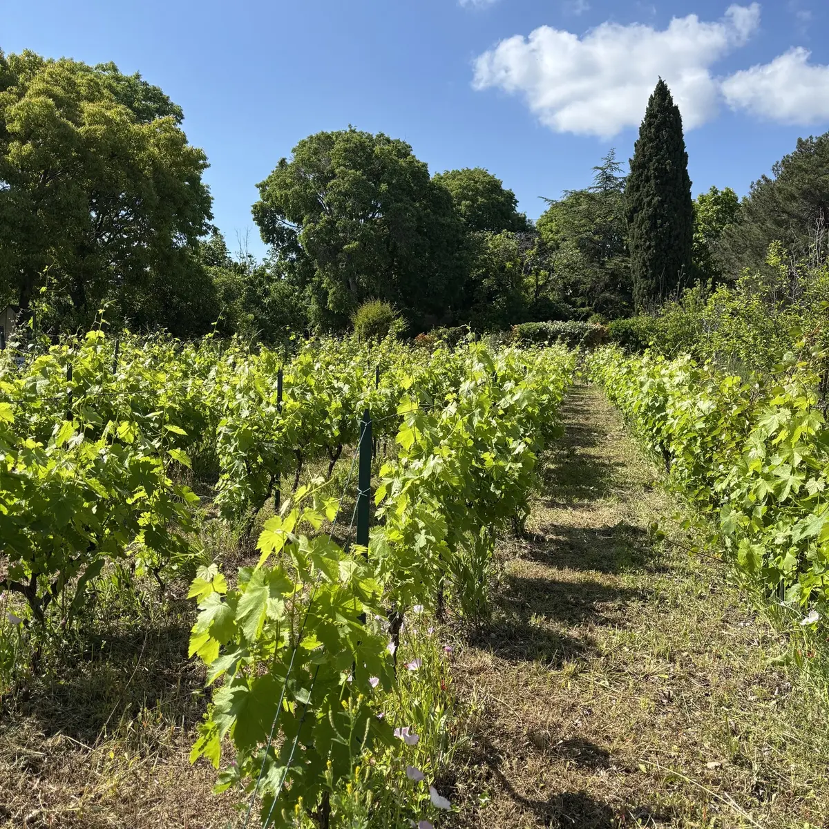 Bastide Marin_La Ciotat
