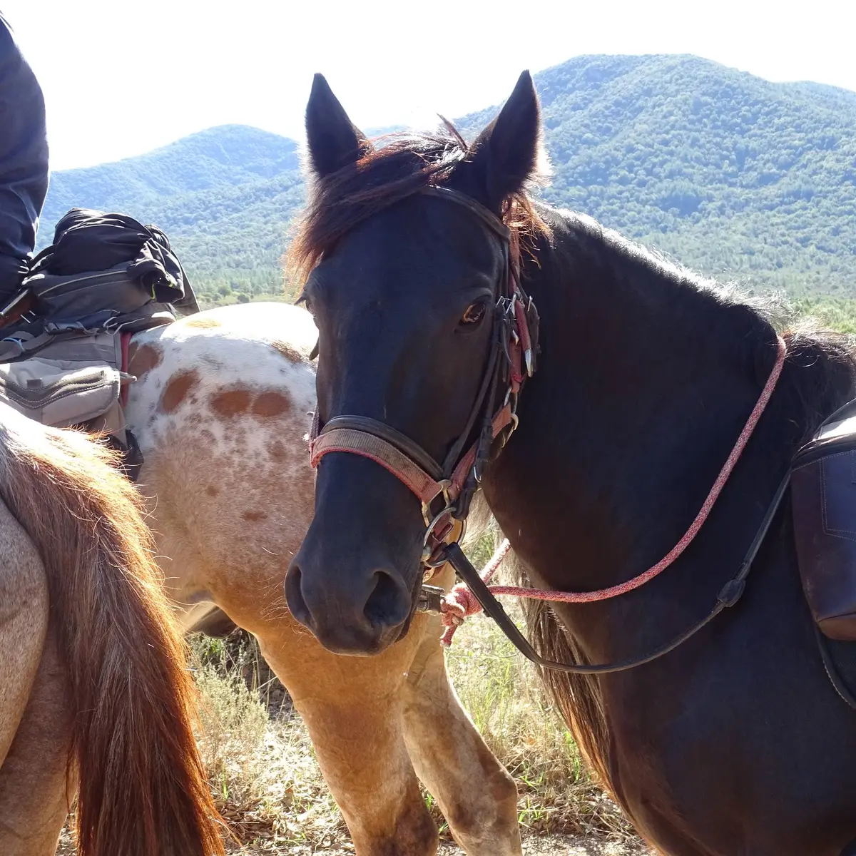 Vue sur la tête d'un cheval