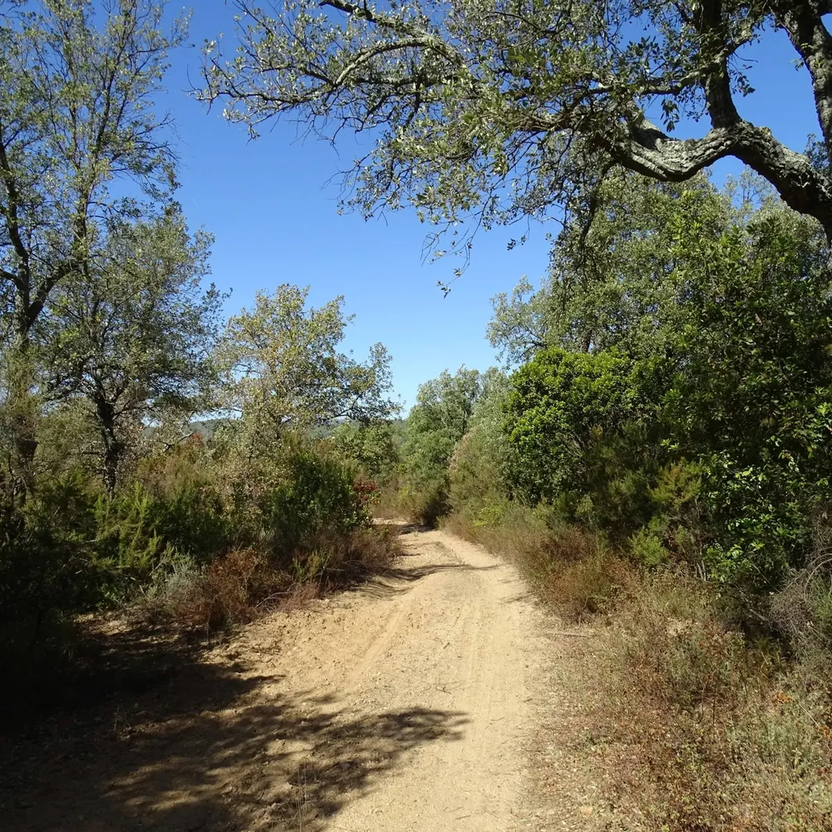 Sentier entouré de végétation dans une ambiance forestière