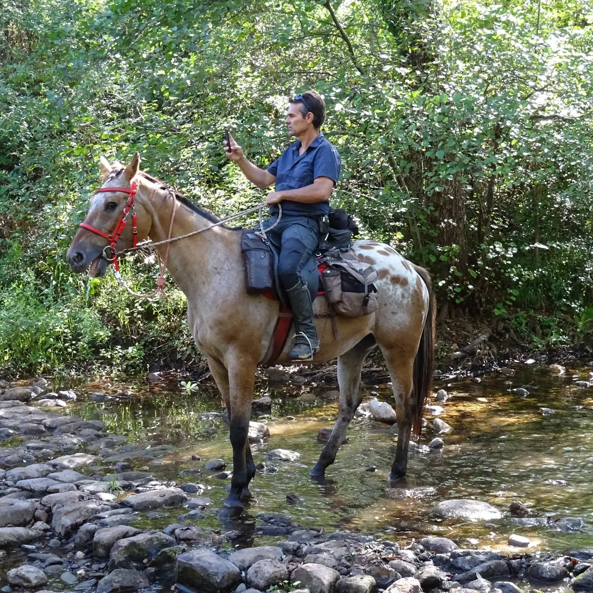 Cavalier dans la rivière