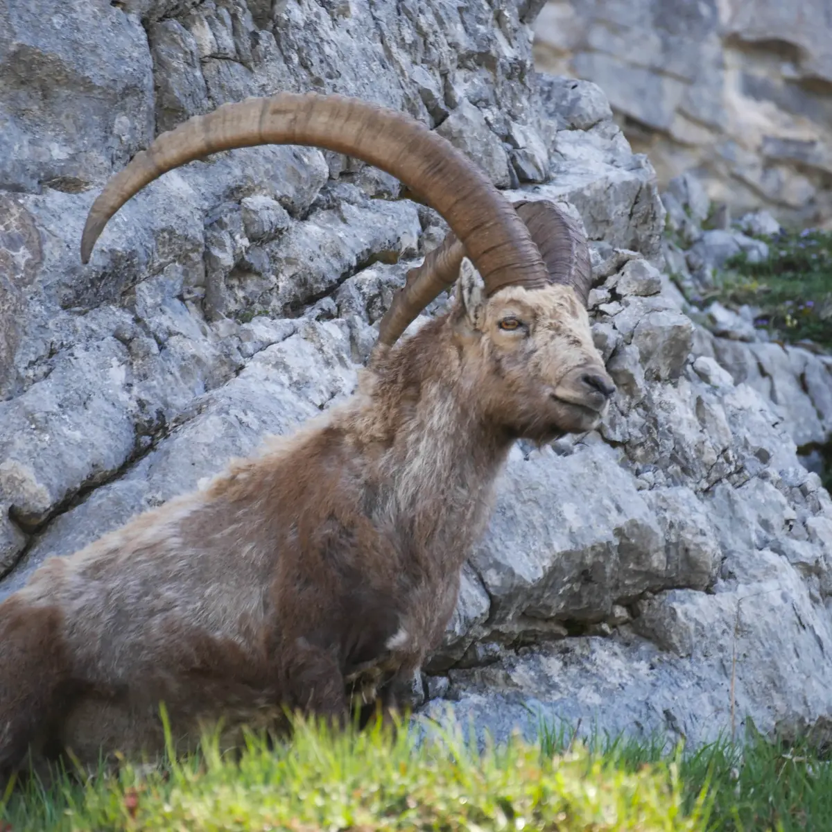 Evolution2-Chamonix-Randonée pédestre