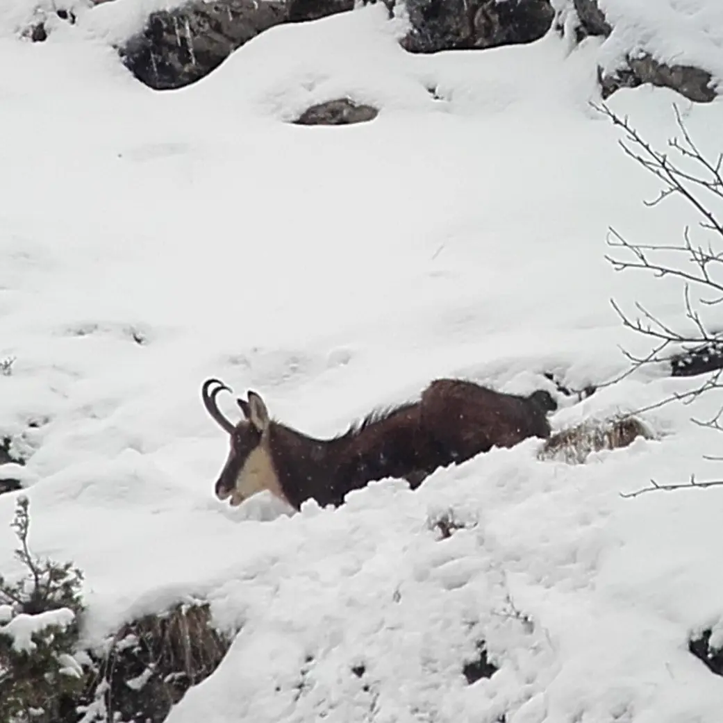 Observation de la faune