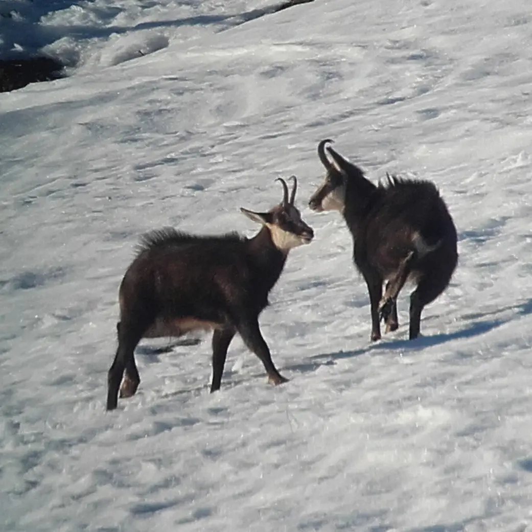 Observation de la faune