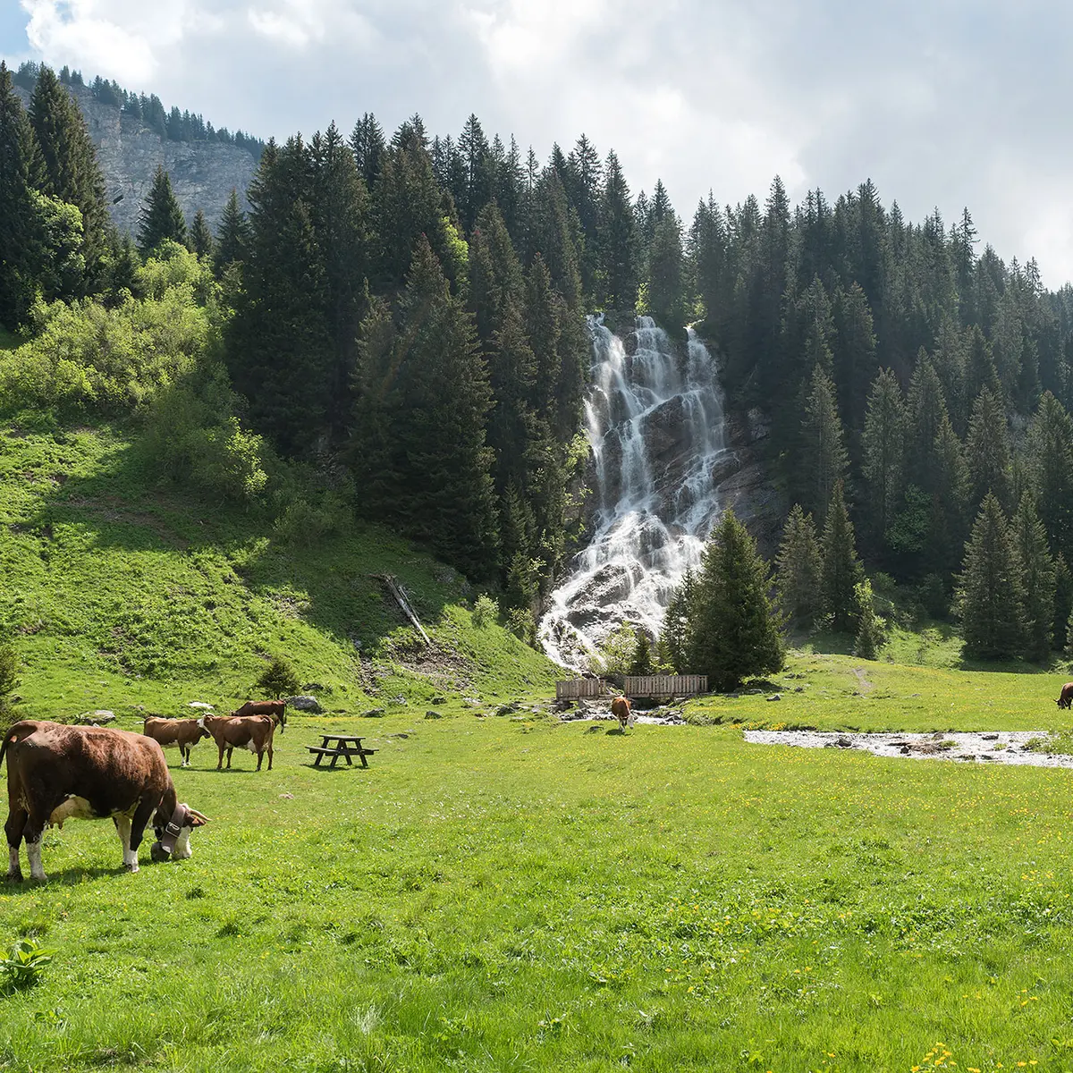 Les vaches et la cascade