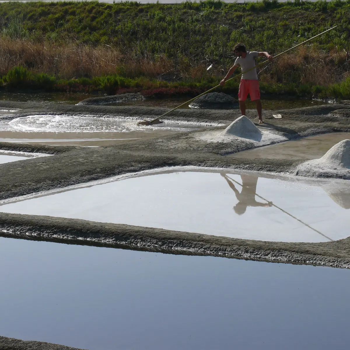 Récolte de gros sel