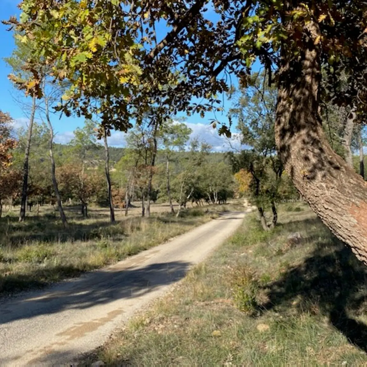 Sentier aux couleurs d'automne avec la trace du balisage rouge sur un chêne