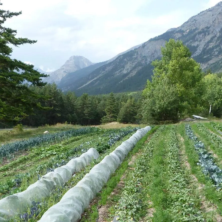 producteur local oeufs légumes fruits
