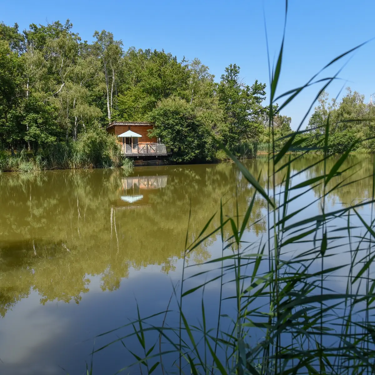 Cabane Home des bois