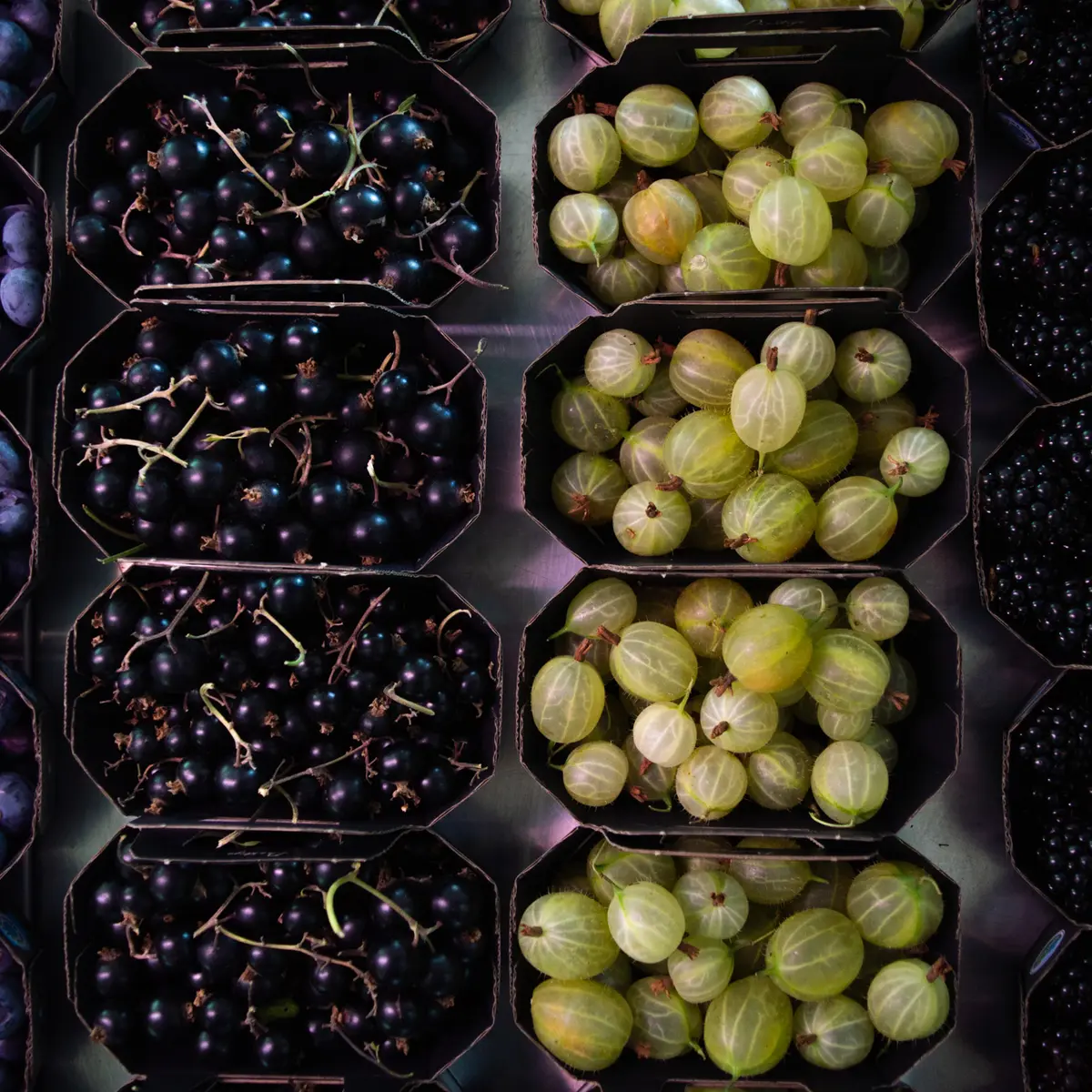 Petits fruits rouges