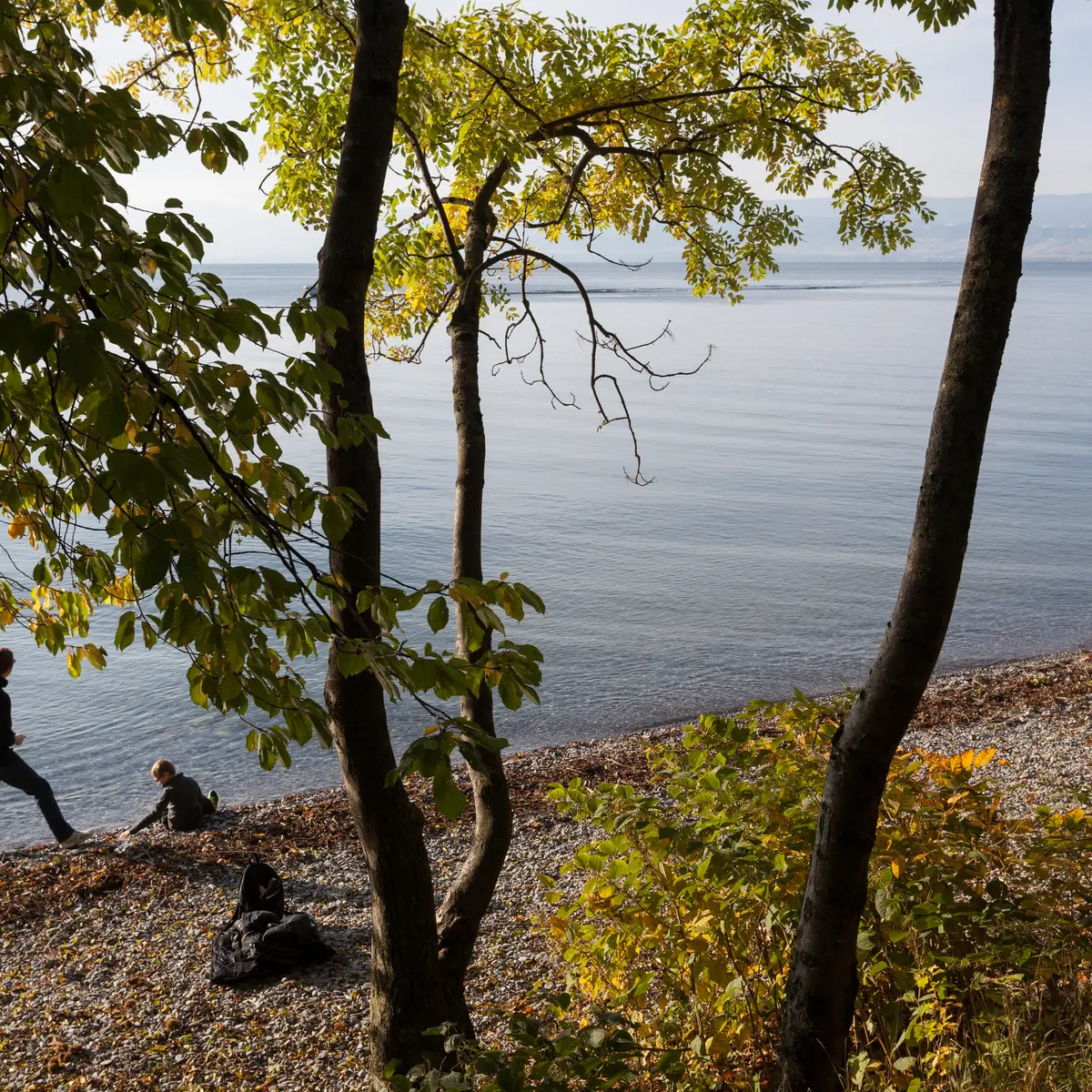 Sentier de la Pinede