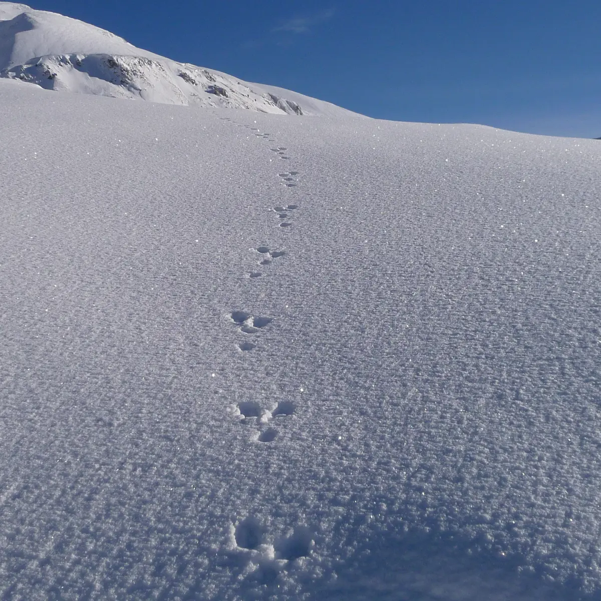 Randonnées en raquettes avec Eric Fossard Bleu Montagne