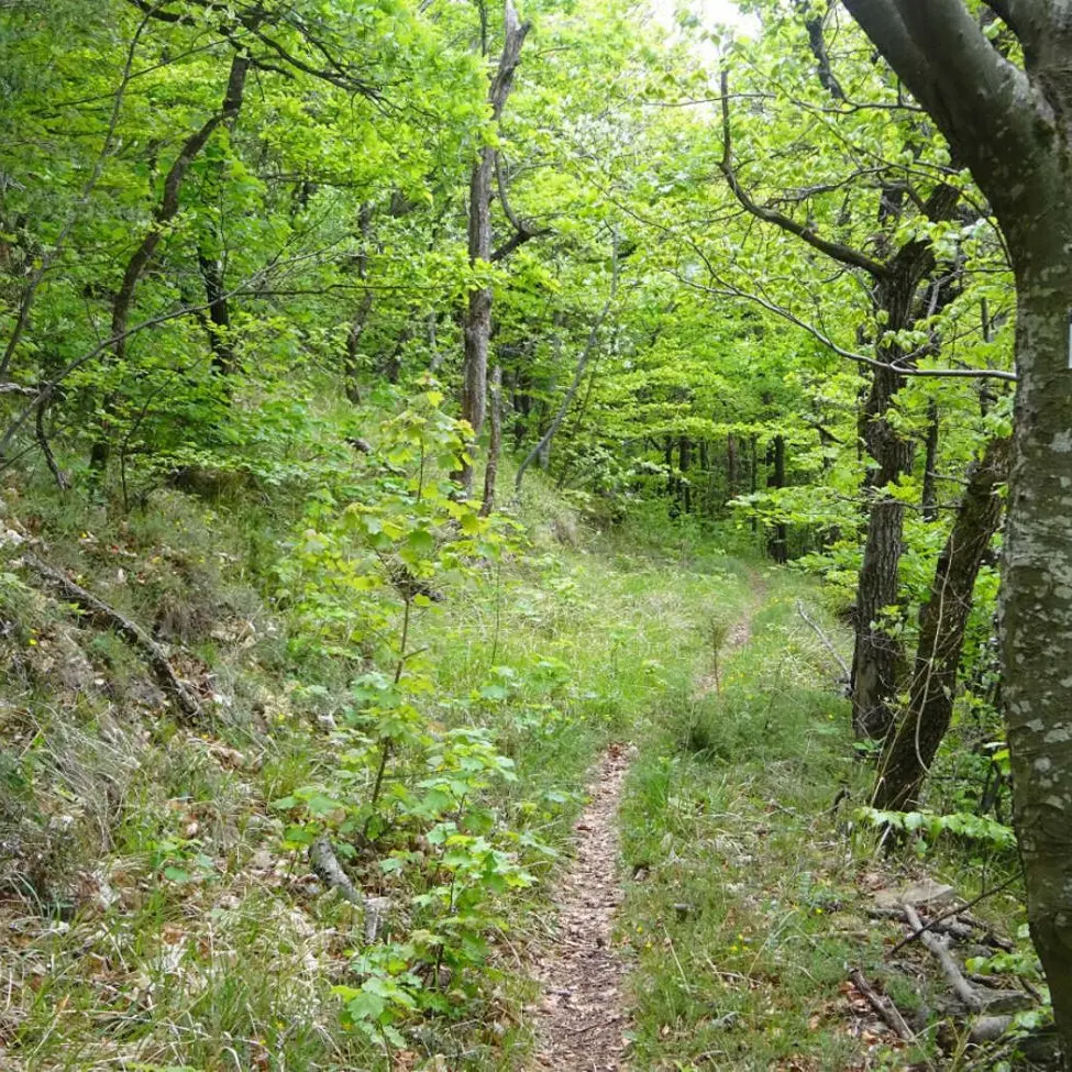 Entre bois et ravins