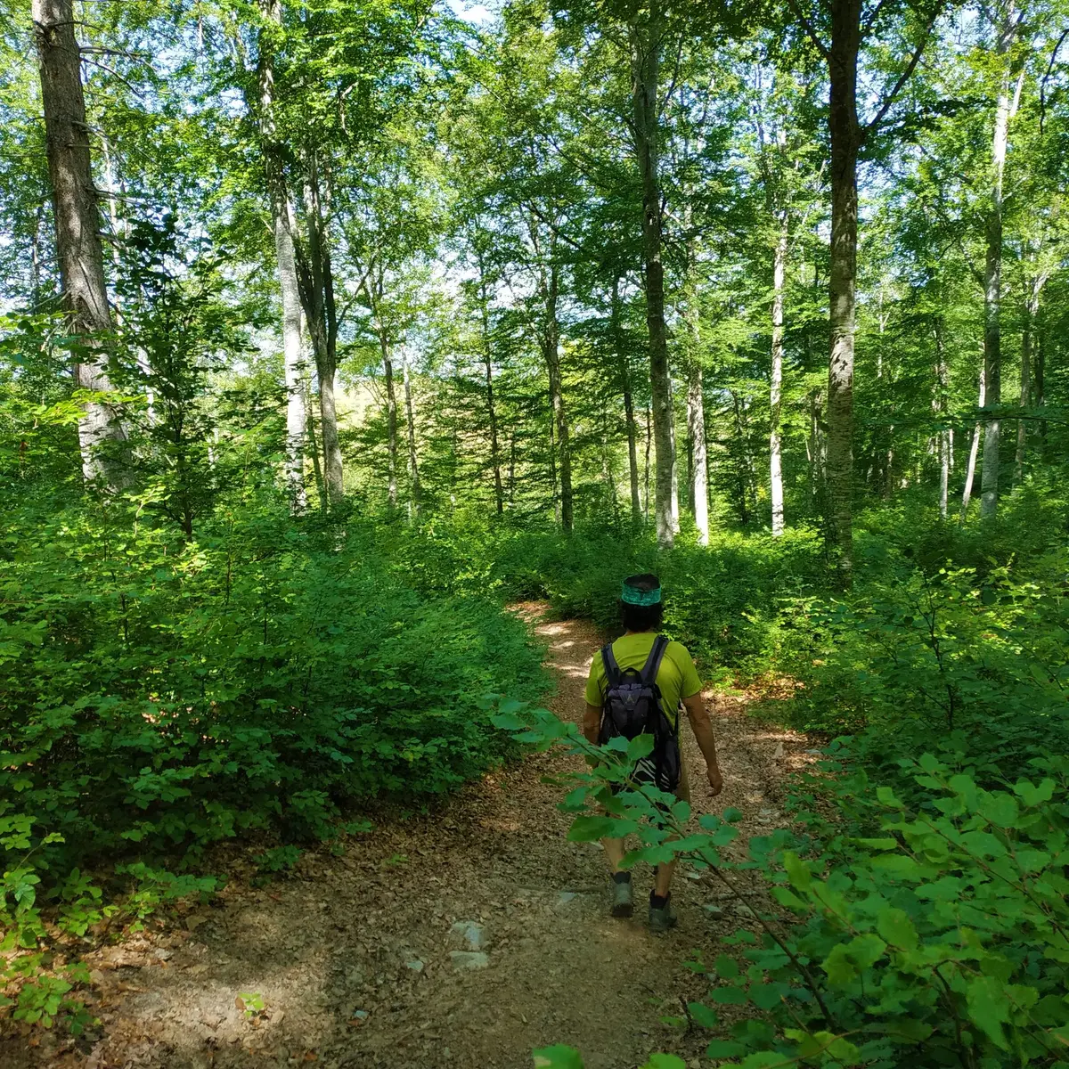 Passage en sous-bois