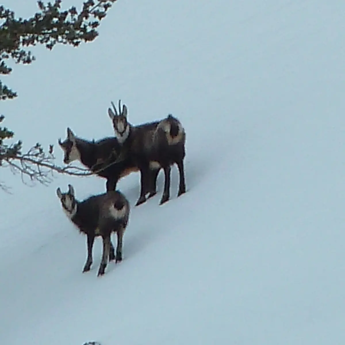 Randonnées en raquettes avec Eric Fossard Bleu Montagne