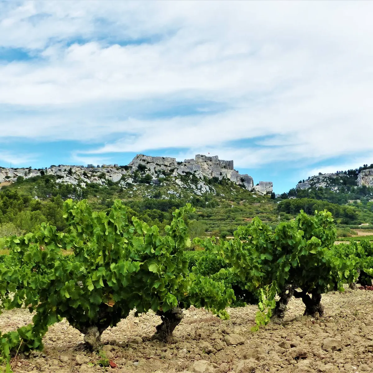 Vignobles AOP Les Baux-de-Provence