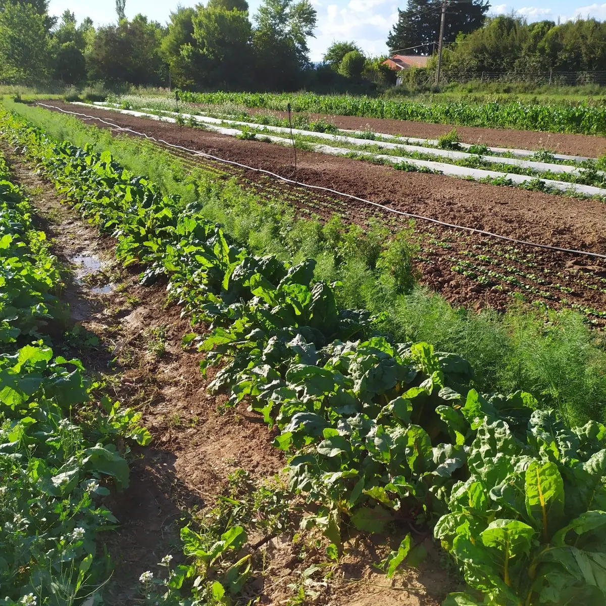 champs de légumes