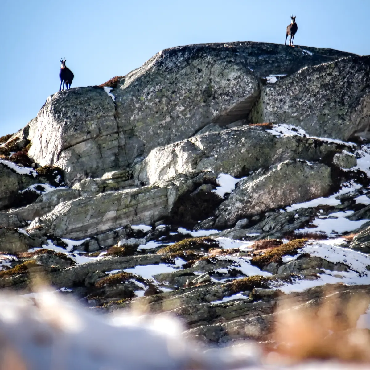 Chamois dans le vallon de Clou