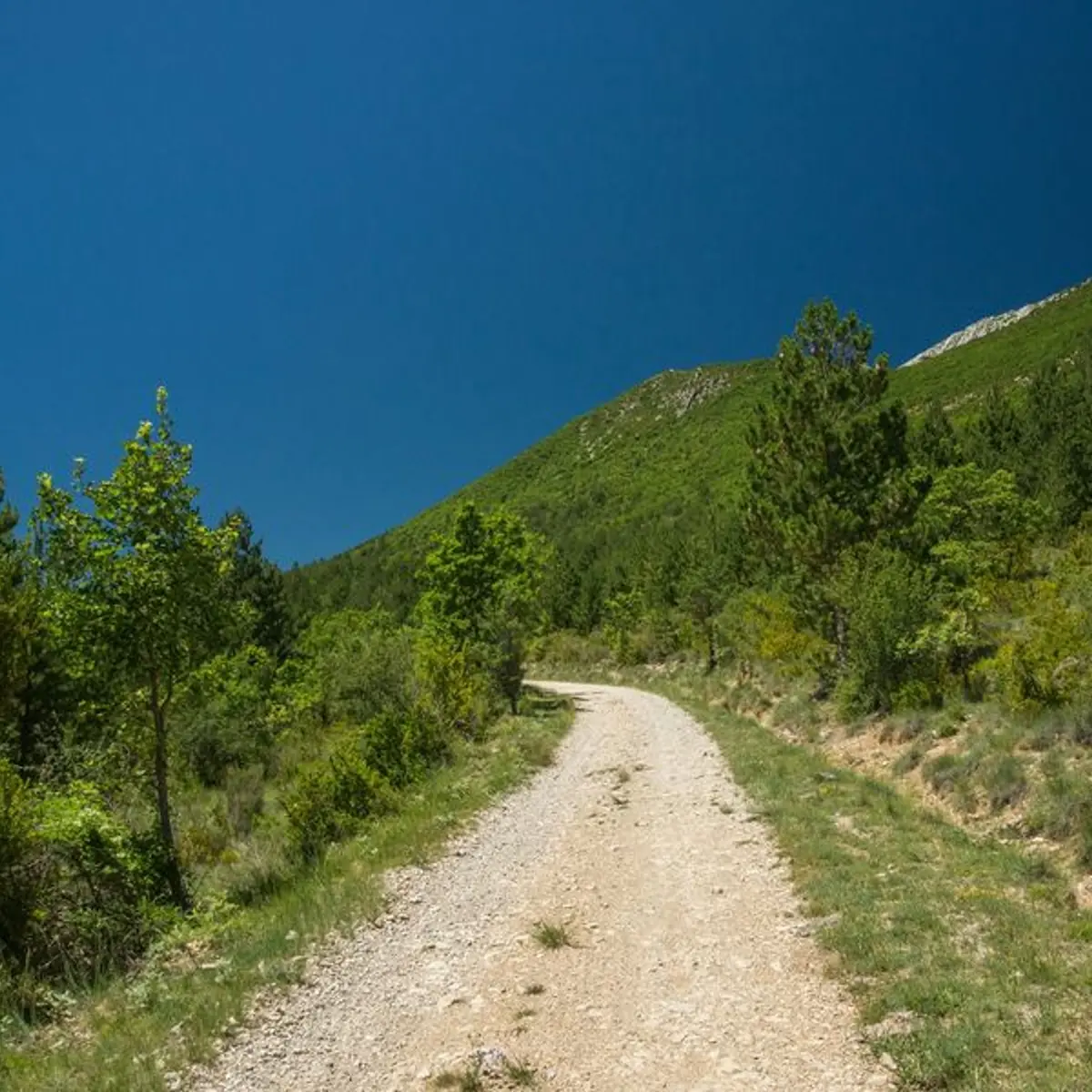 Piste bordant la Forêt Domaniale de la Méouge