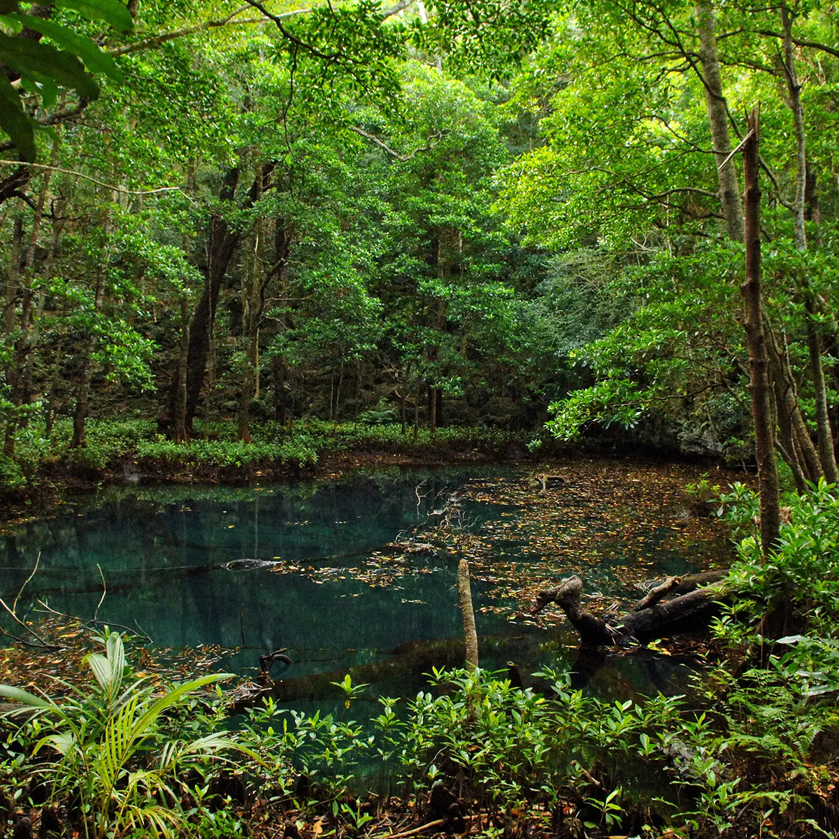 Three sinkholes, veritable natural amphitheaters nestled in the forest