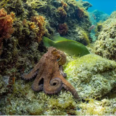 Baptême de plongée en last minute