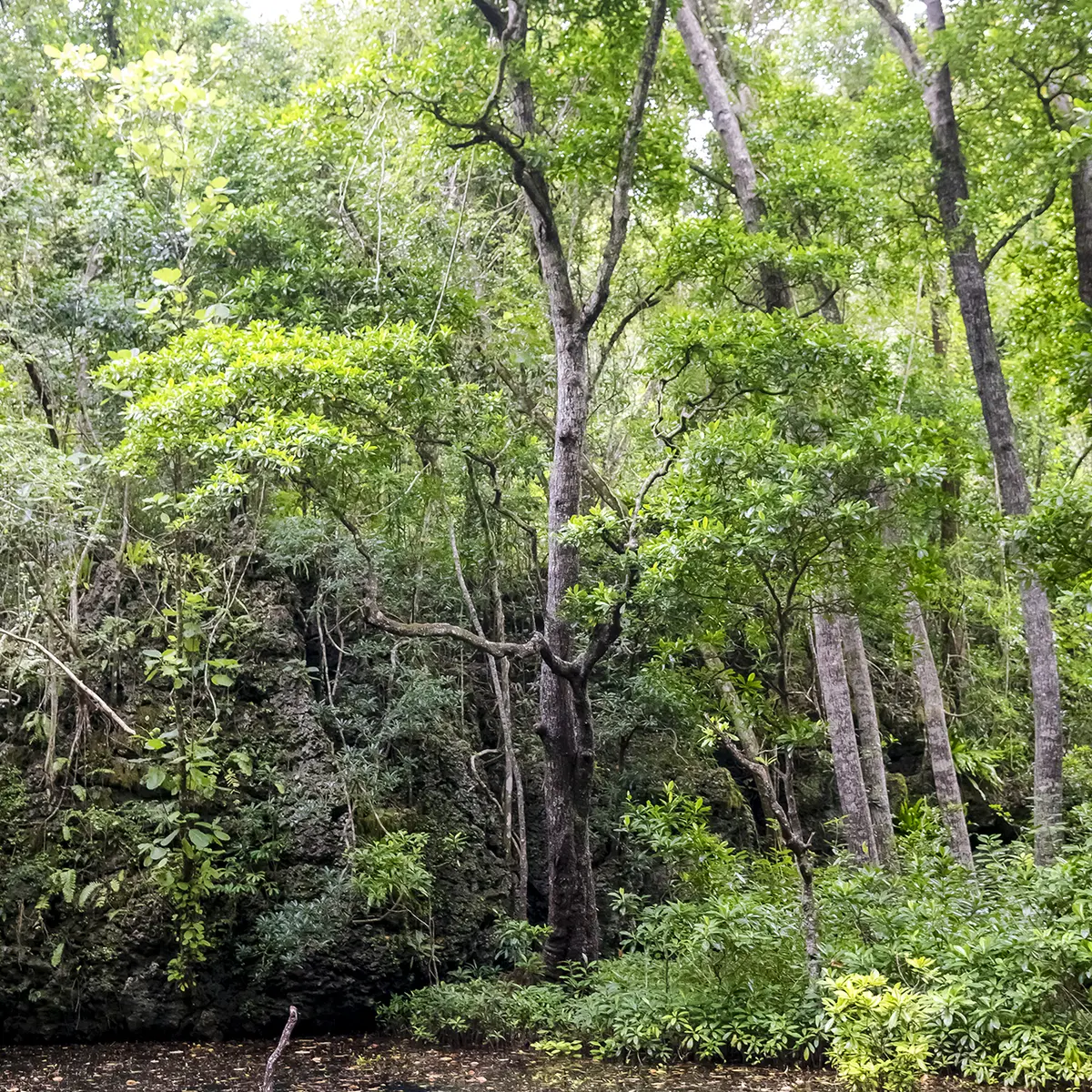 Les arbres se reflètent dans les flaques émeraude