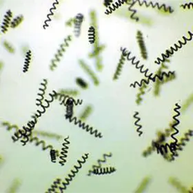 Spiruline de l'Essen'ciel au microscope