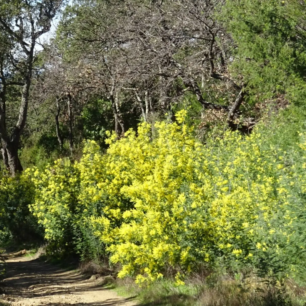 Sentier passant au milieu de la forêt verdoyante
