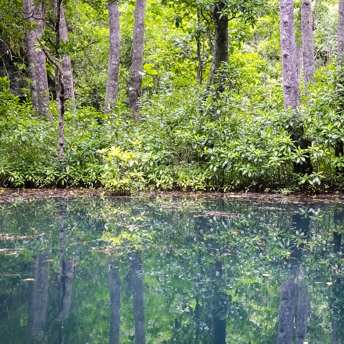 Les arbres se reflètent dans les flaques émeraude