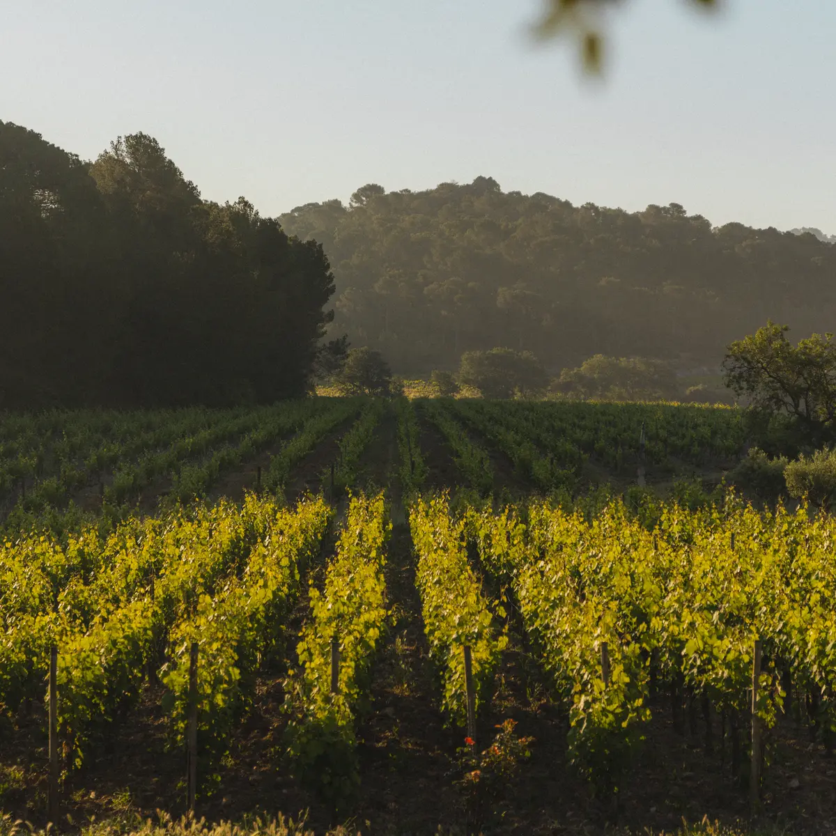 Château La Tour de l'Evêque à Pierrefeu du Var