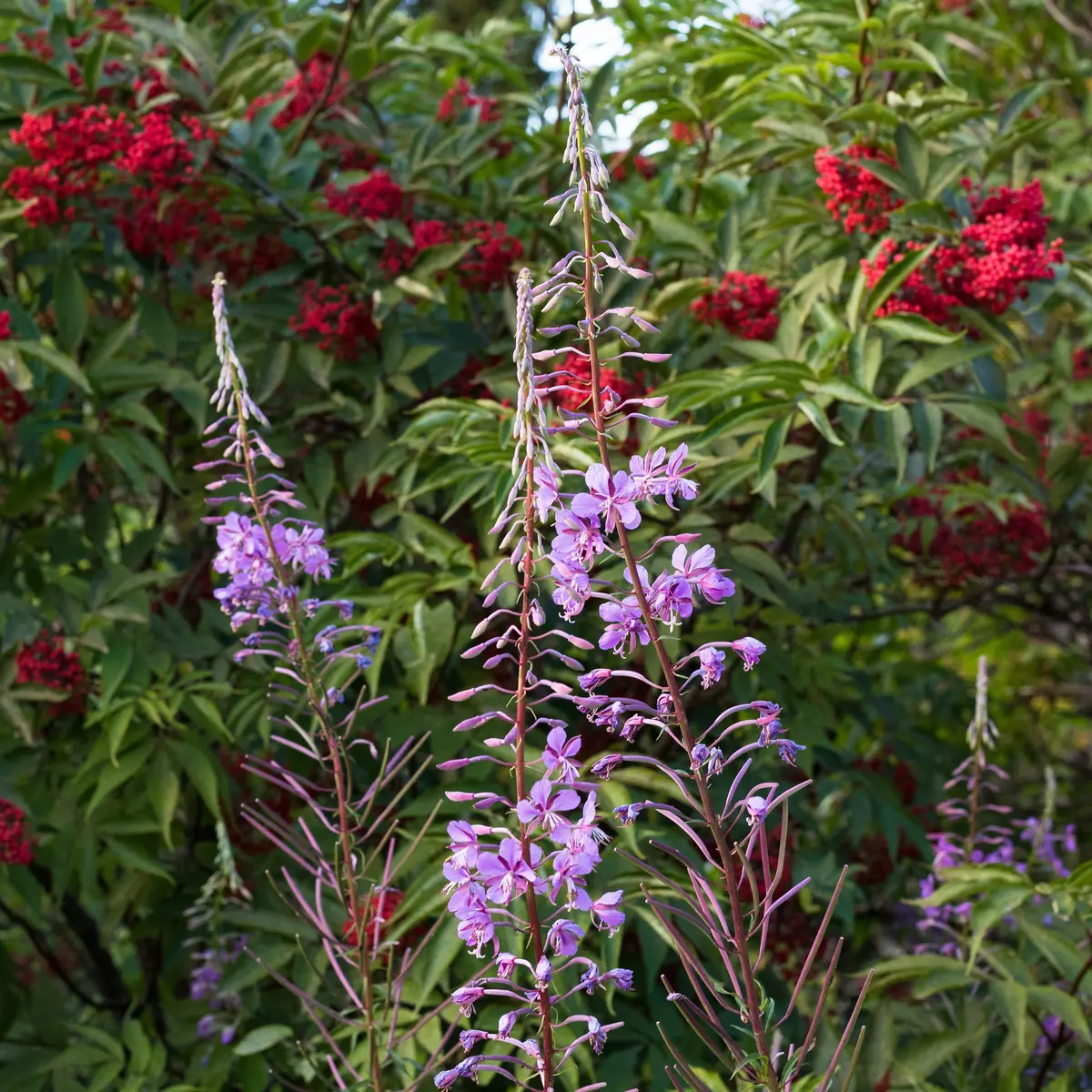 Fleurs plateau de Gavot