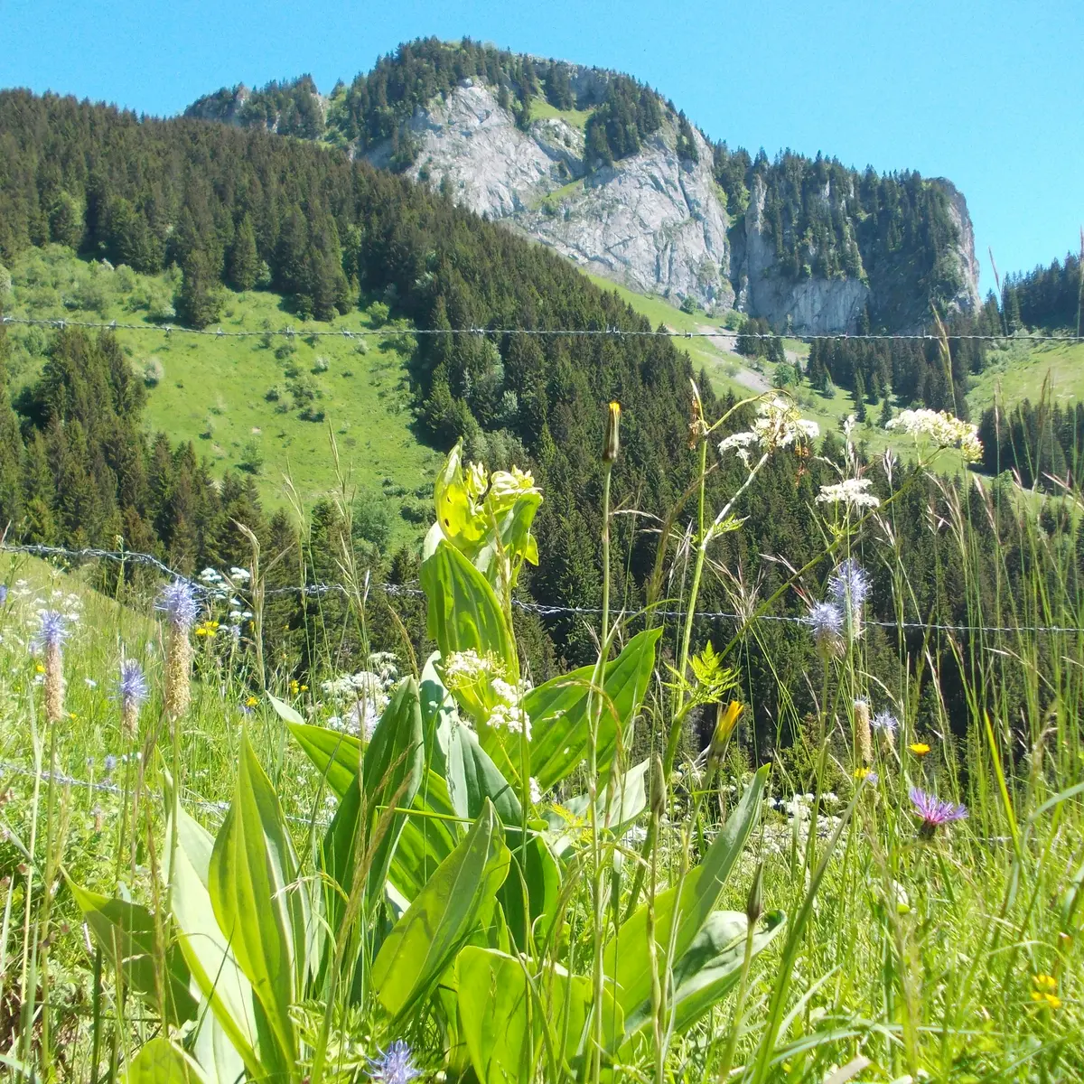 La Charmette