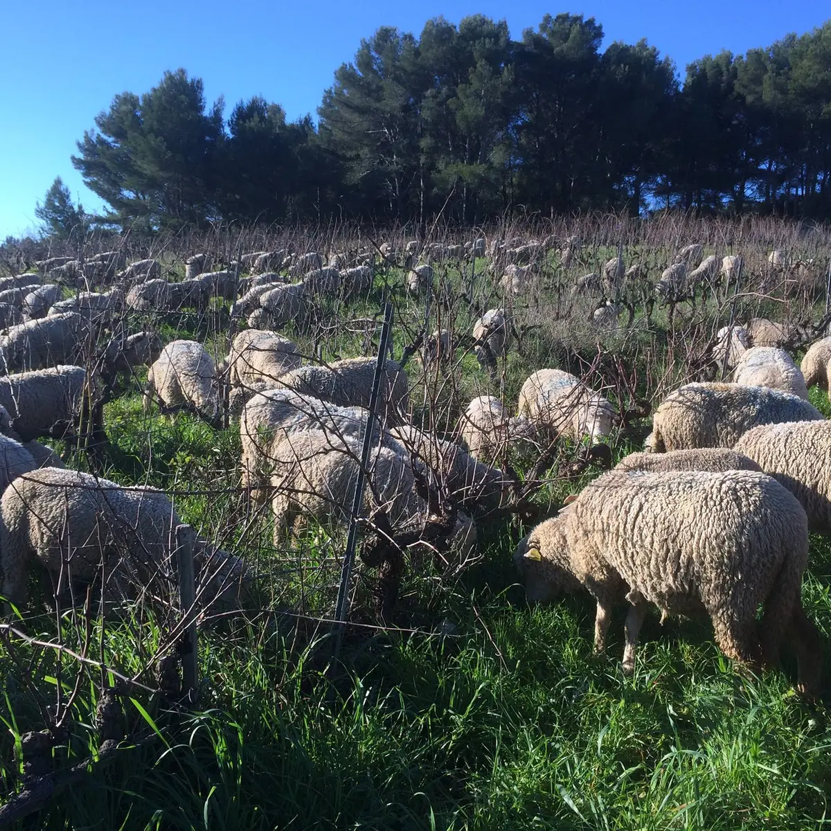 Sheeps in the vineyard