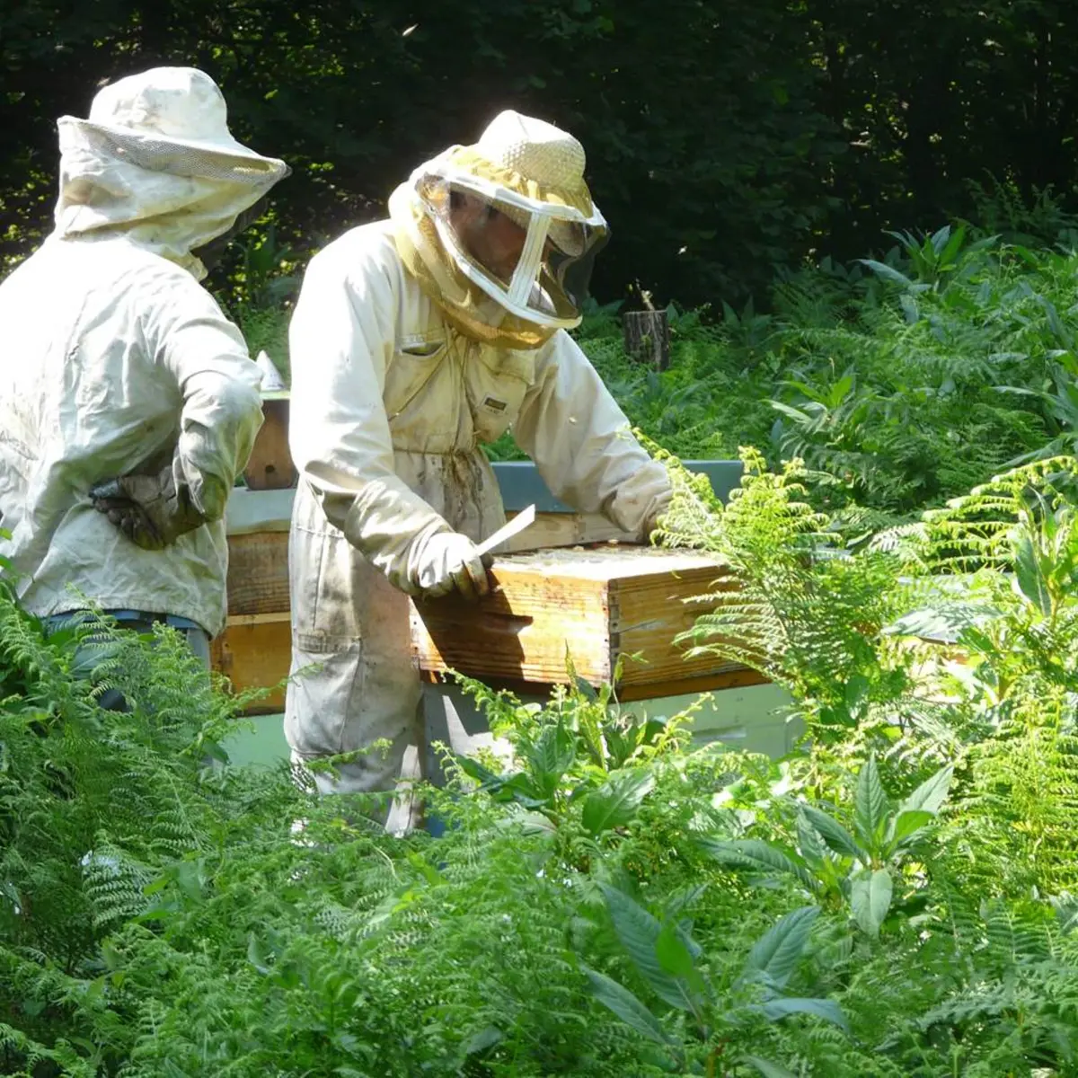 Working with beehives