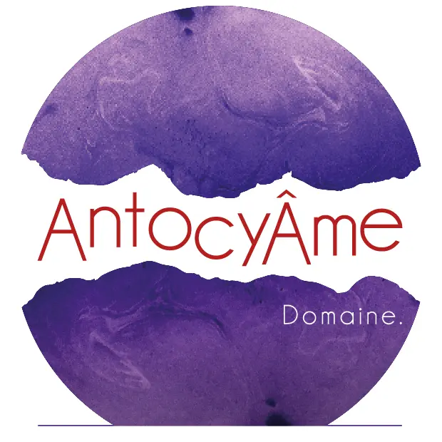 Antocyame