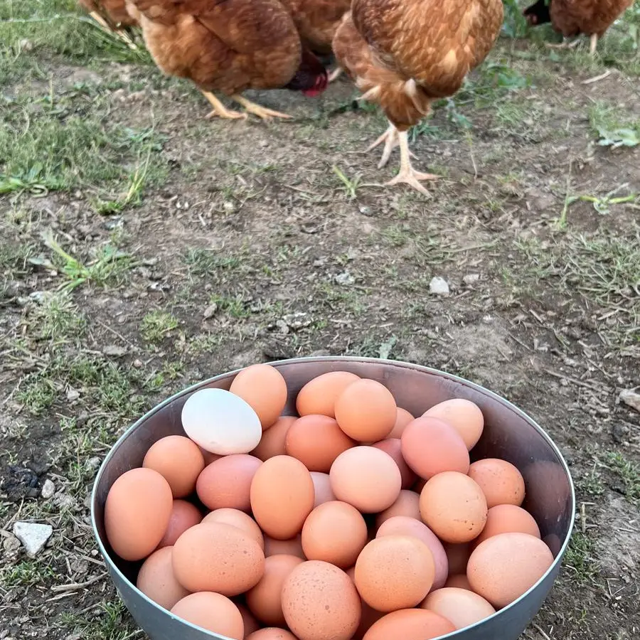 Les poules et leurs oeufs