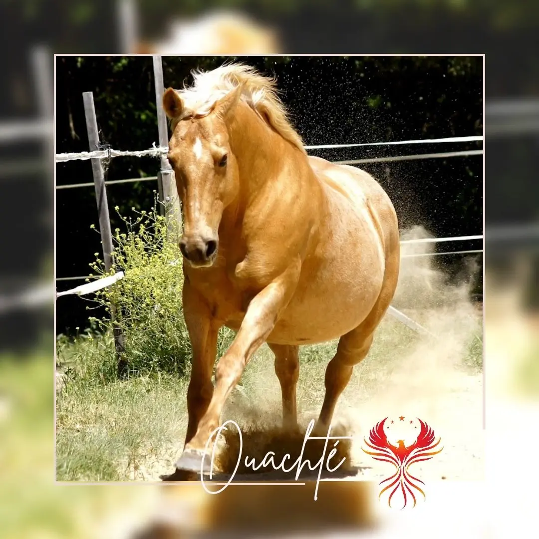 chevaux des écuries