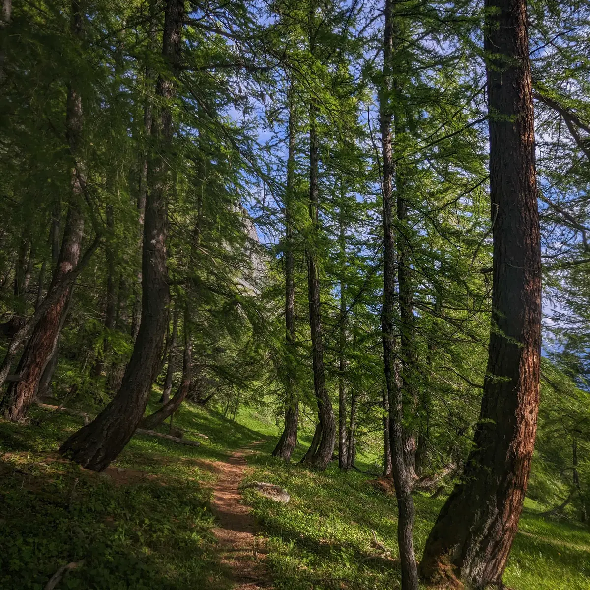 Sentier dans la station de Laye