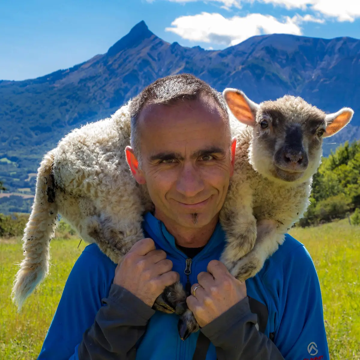 La Ferme des Gentillons, élevage d'agneau, vallée du Champsaur
