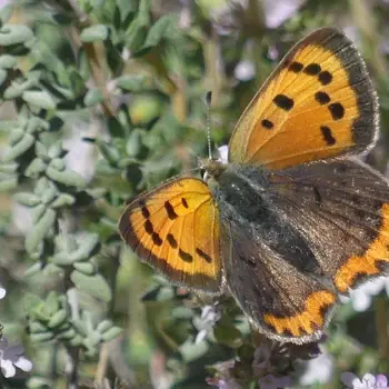 Savante Nature : Balade Nature sur les insectes à Cadenet_Cadenet