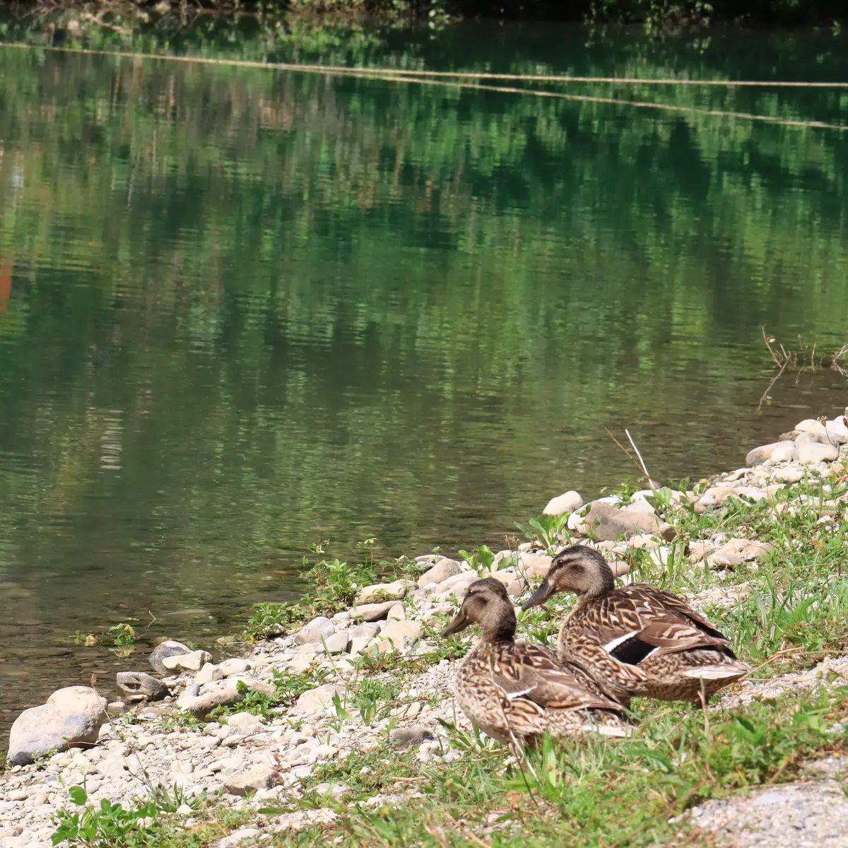 Lac de Thuy - Thônes - Pêche