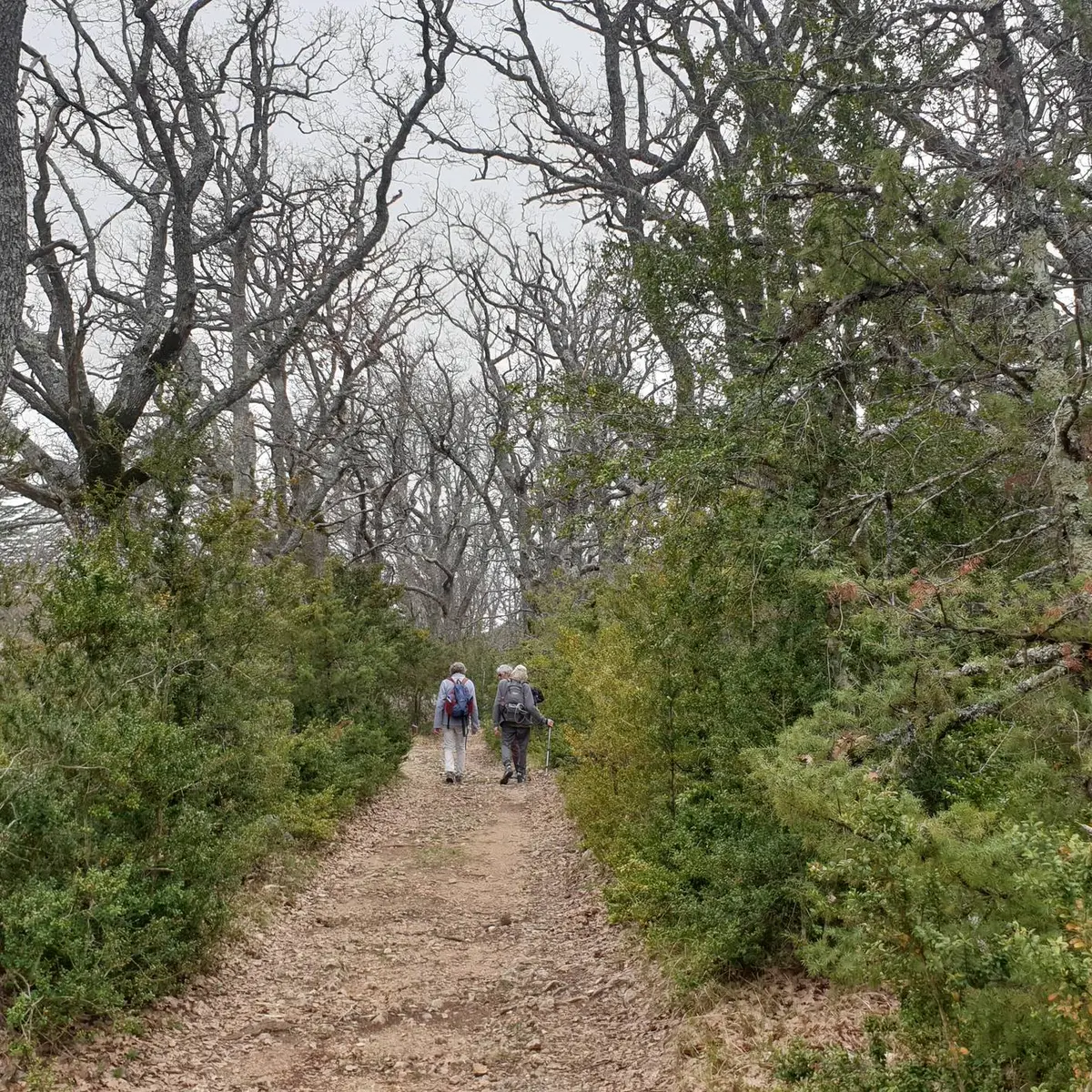 Marcheur dans les buis
