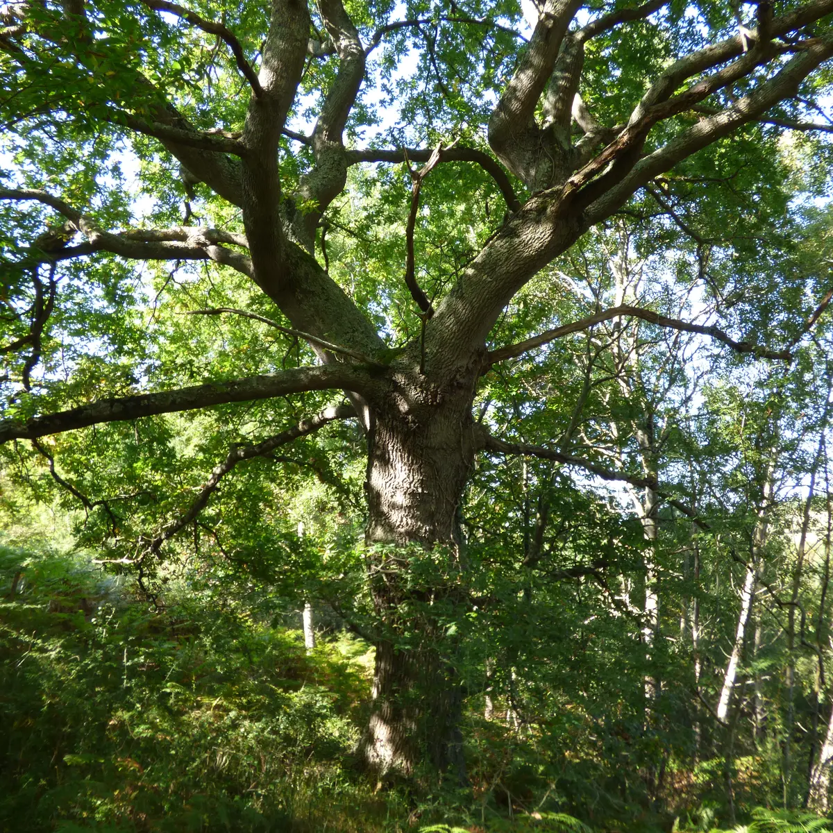 Arbre séculaire