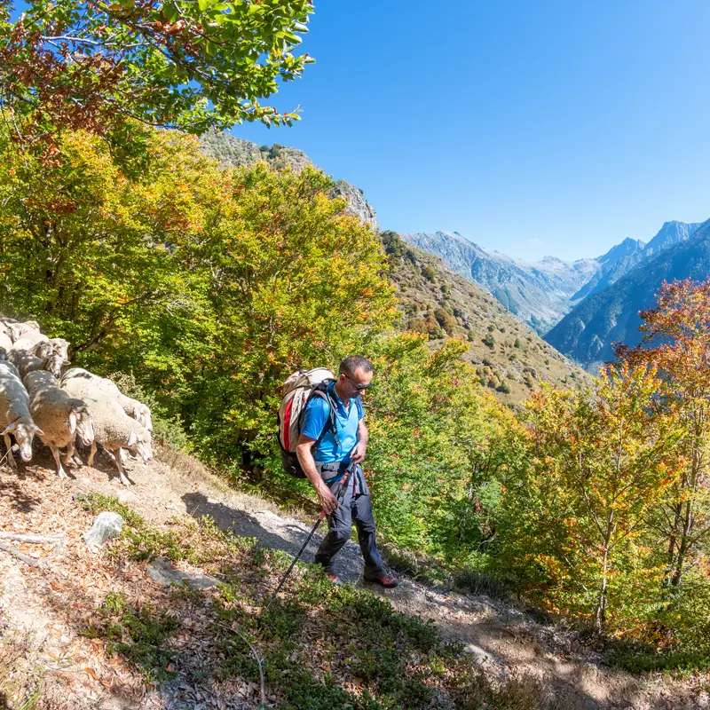 Désamontagnage avec Paul Davin, éleveur d'agneaux