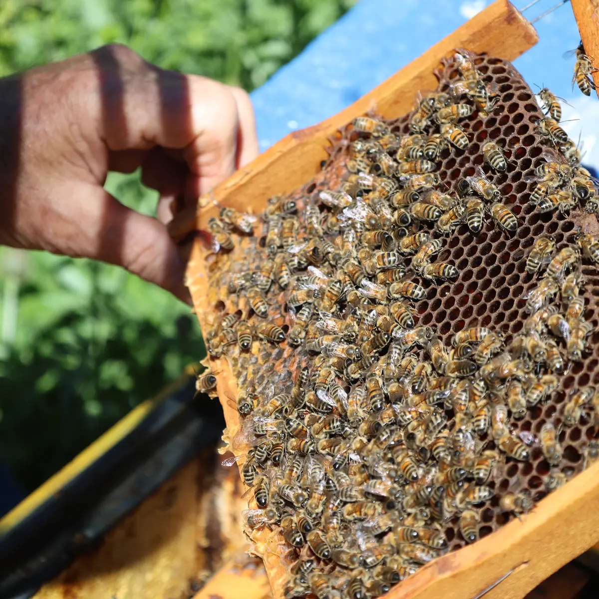 Jacques Bordet élève ses essaims d'abeilles